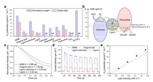 將枯葉轉(zhuǎn)化為活性多功能材料 蒸發(fā)器、光催化劑和生物塑料的創(chuàng)新應(yīng)用